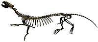 Puijila darwini (beyaz arka plan).jpg