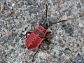 Pyrrhocoris apterus (Linnaeus, 1758)