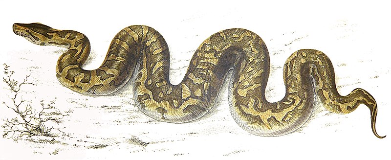 File:Python natalensis Smith 1840.jpg