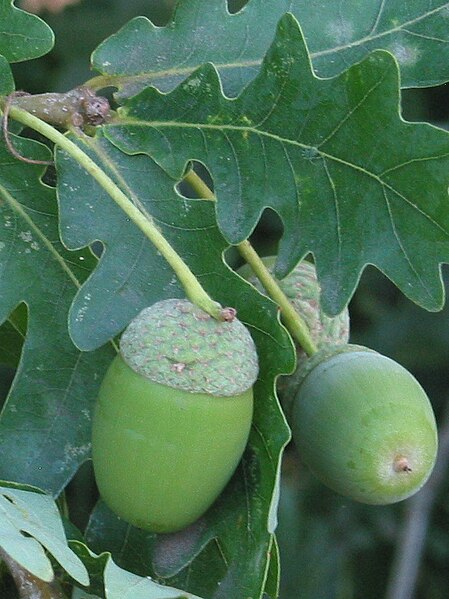 File:Quercus robur 4 RF (cropped).jpg