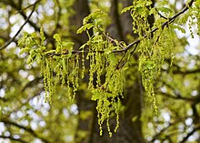 Male flowers Quercus robur flowers kz01.jpg