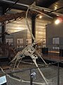 Restaurert skjelett av Quetzalcoatlus, den var høg som ein sjiraff når den gjekk på marka.