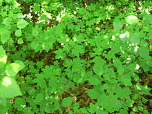 Natural regeneration of Acer platanoides in northern France, surrounded by woody and herbaceous competition. Regeneration naturelle semis.jpg