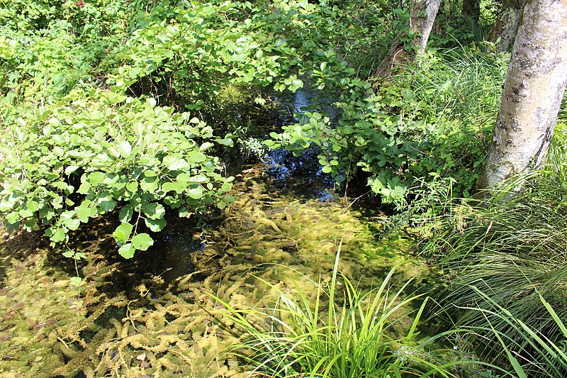 File:Réserve naturelle Marais Lavours Aignoz Ceyzérieu 34.jpg