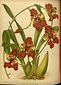 Cyrtochilum halteratum (as syn. Oncidium superbiens) Plate 276 in: R.Warner - B.S.Williams: The Orchid Album (1882-1897)