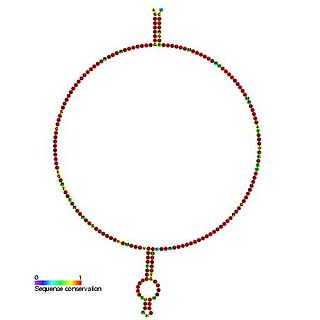 <span class="mw-page-title-main">Small nucleolar RNA Z242</span>