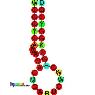 Cardiovirus cis-acting replication element