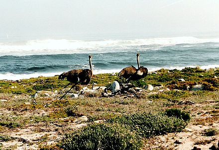 Ostriches near Cape Point.