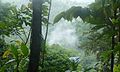 Rainforest steam - Flickr - gailhampshire.jpg