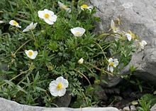 Ranunculus a urmat ENBLA01.JPG