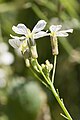 Français : Raphanus raphanistrum-var-raphanistrum Velennes (Somme), France