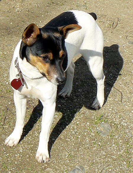 Tập_tin:Rat_Terrier_Ruby.jpg