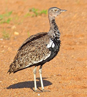 <span class="mw-page-title-main">Red-crested korhaan</span> Species of bird