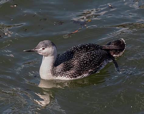 Red-throated loon in Red Hook