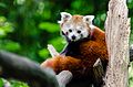 Red Panda (19907150190).jpg