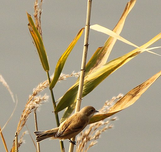 Remiz consobrinus southern Japan