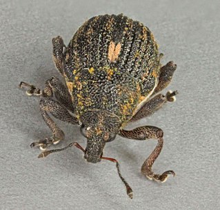 <i>Rhinoncus castor</i> Species of beetle