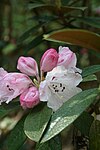 Rododendron wiltonii. 
 JPG