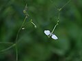 Rhopalephora scaberrima (Blume) Faden (33085013432).jpg