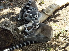 Ring-tailed lemurs