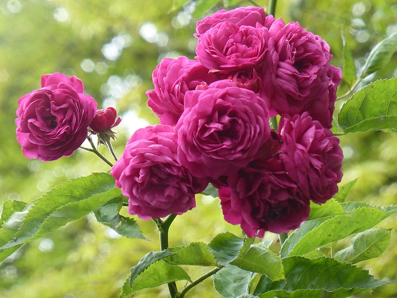 File:Rosa 'Geschwinds Schönste' 1.jpg