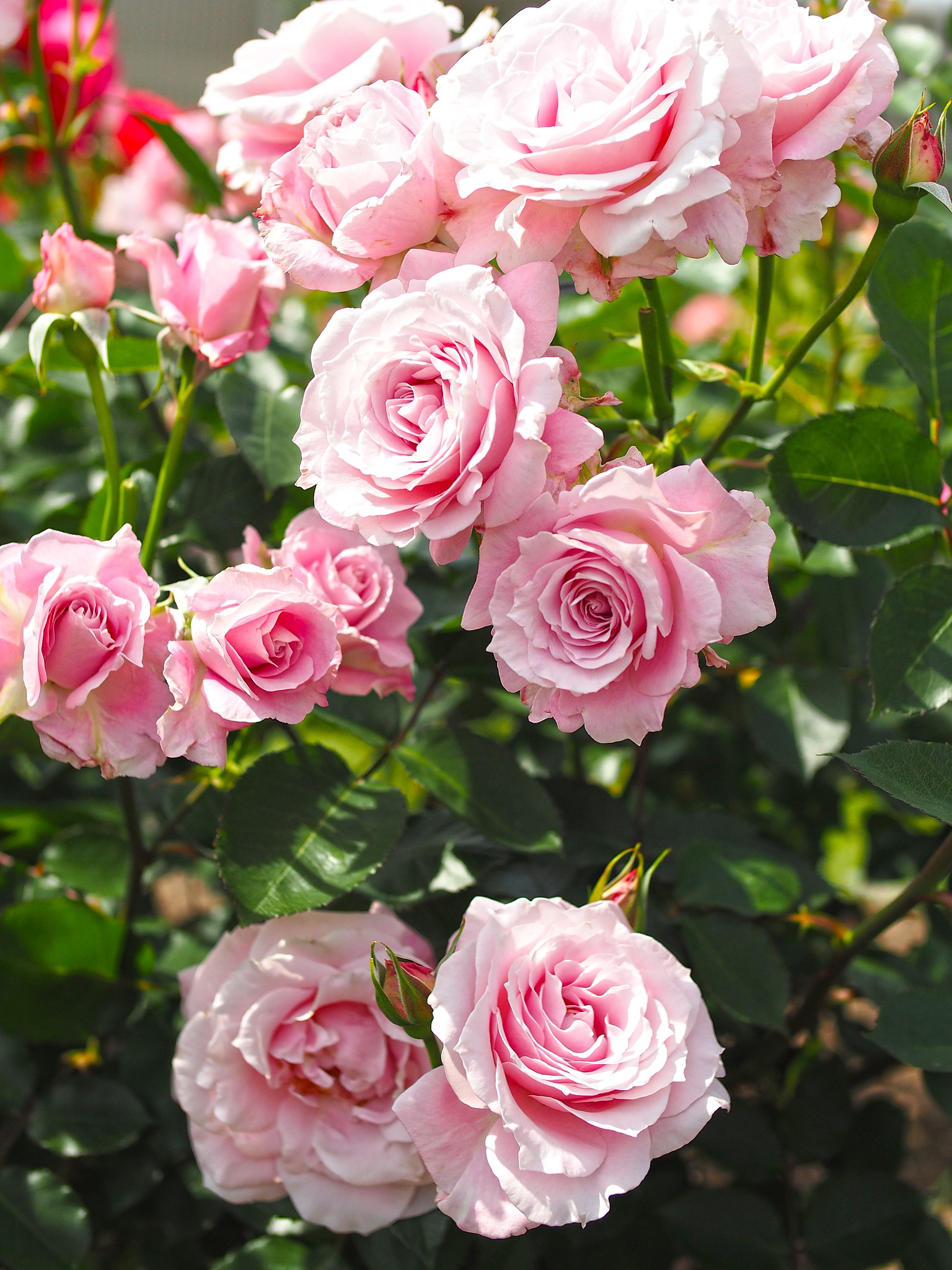 File:Rose, Silent Love, バラ, サイレントラブ (23582007013).jpg