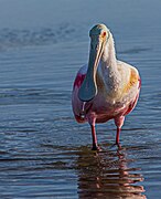 Roseate Spoonbill (16032292323).jpg