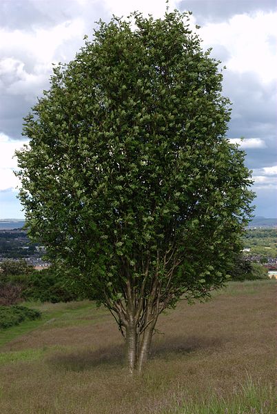 File:Rowan tree.jpg