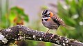 Rufous-collared Sparrow (Zonotrichia capensis) from Peru.jpg