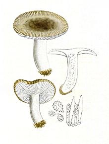 Russula pectinata-Bres.jpg