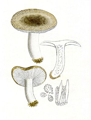The sharp-combed deafblings (Russula pectinata) is the type of subsection Pectinatinae