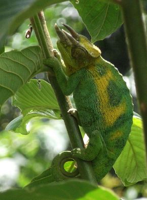 Popis obrázku chameleona třírohého chameleona Ruwenzori - celé tělo oříznuté.jpg.