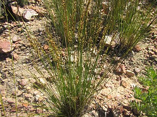 <i>Schoenus submarginalis</i> Species of grass-like plant