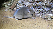 Thumbnail for South African pouched mouse