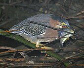 Green heron eating first recorded Tule perch in Alhambra Creek