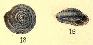 <i>Sagda osculans</i> Species of gastropod