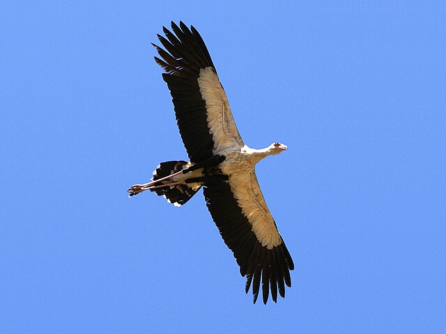 File:Sagittarius_serpentarius_-Tsavo_East_National_Park,_Kenya_-flying-expanded.jpg