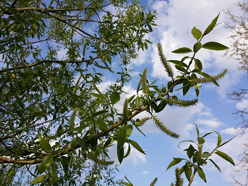 File:Salix fragilis (s. str.) sl29.jpg