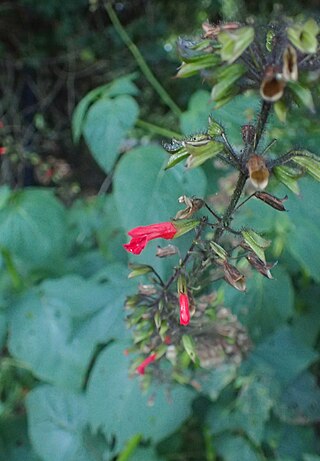<i>Salvia orthostachys</i> Species of shrub