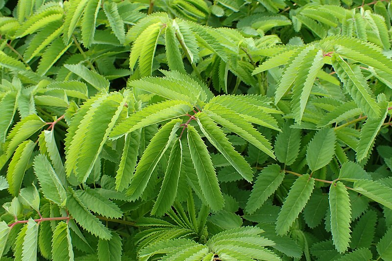 File:Sanguisorba dodecandra kz03.jpg