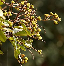 Sapindus emarginatus in Hyderabad W2 IMG 4648.jpg