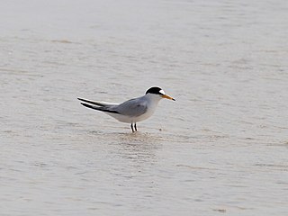 <span class="mw-page-title-main">Saunders's tern</span> Species of bird