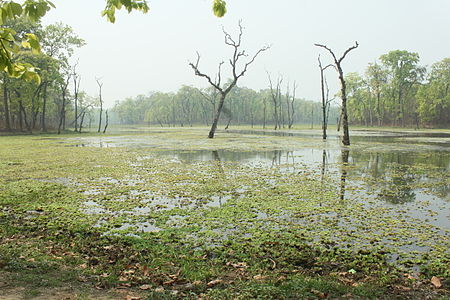 Sauraha (14).JPG