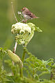 Savannah Sparrow.jpg