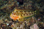 Thumbnail for Combtooth blenny