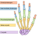 Схема скелета кисти человека.