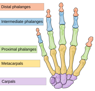 The distal, or terminal phalanges (orange) are at the end of the fingers and toes. Scheme human hand bones-en.svg