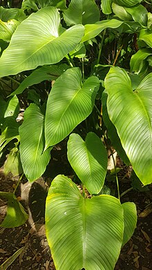 Schismatoglottis plurivenia (Filipina) 05.jpg