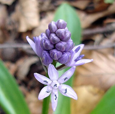 Scilla lilio-hyacinthus2.jpg