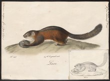 Sciurus insignis - 1700-1880 - Print - Iconographia Zoologica - Special Collections University of Amsterdam - UBA01 IZ20400053.tif